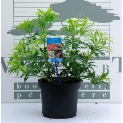 Pieris forest flame 30/40-c5l