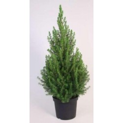 Picea glauca conica 60/70-p21
