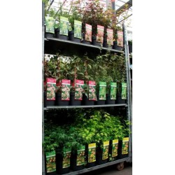 Acer palmatum gemengd...