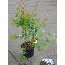 Amelanchier lamarckii...