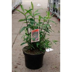 Buddleja davidii royal red...