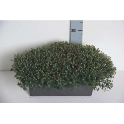 Chrysantheme pompon jard40