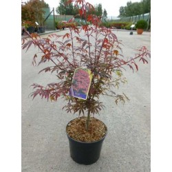 Acer palmatum shaina 40/60-ctl
