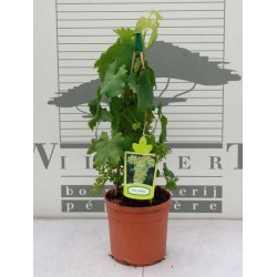 Vigne vinifera pyr-h90/+-c5l