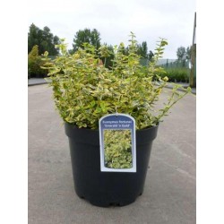 Euonymus fortunei emerald n...