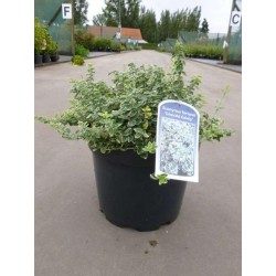 Euonymus fortunei emerald...