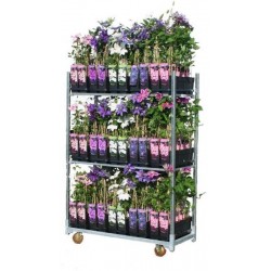 Clematis p15