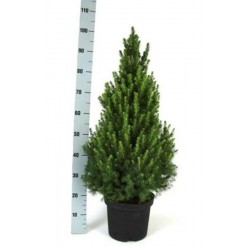 Picea glauca conica...