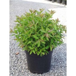 Spiraea japonica goldflame...