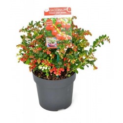 Vaccinium vitis-idaea red...