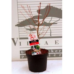 Acer palmatum taylor®...