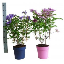 Clematis p19-deco