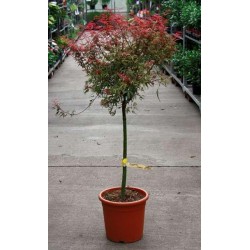 Acer palmatum tg-c9l