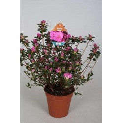 Azalea japonica p13