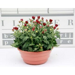 Chrysantheme multiflor cpe23