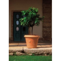 Pot rosone d. 41 terra di...