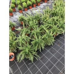 Romarin prostratus tfe-p18