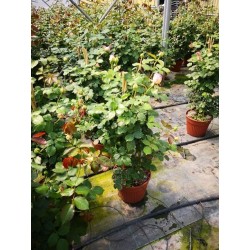 Rosier pierre ronsard...