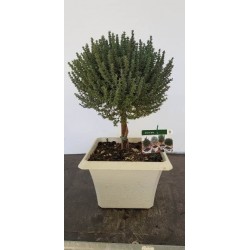 Thym faustini bonsai-tg-bac23