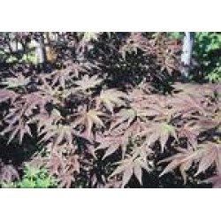 Acer palmatum atropurpureum...
