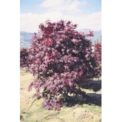 Acer palmatum fireglow...