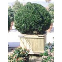 Buxus sempervirens 60/80-c15l