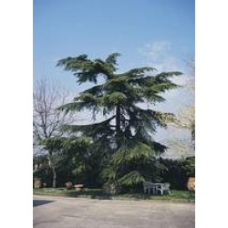 Cedrus deodara 125/150-c25l