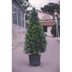 Laurus nobilis 80/100-c7/10l