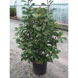 Photinia fraseri red robin...