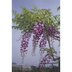 Wisteria floribunda black...