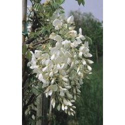 Wisteria floribunda shiro...