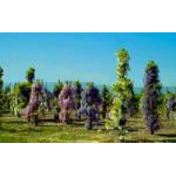 Wisteria sinensis 350/400-c18l