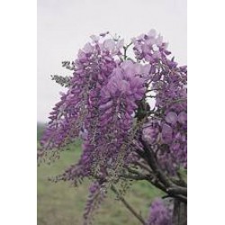 Wisteria sinensis prolific...