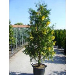 Calocedrus d.aureovariegata...