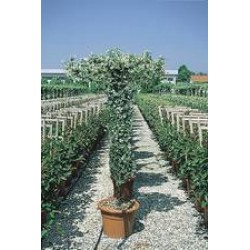 Trachelospermum jasminoides...