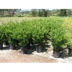Ligustrum texanum 80/100-c10l