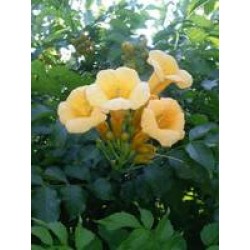 Campsis radicans yellow...