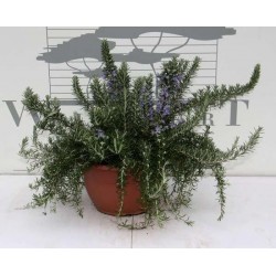 Rosmarinus officinalis...