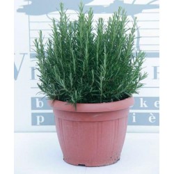 Rosmarinus officinalis...