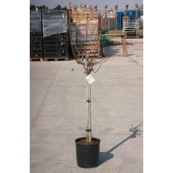 Figuier carica c15l