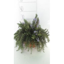 Romarin 'prostratus' cpeø25