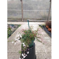 Jasminum polyanthum suspø25