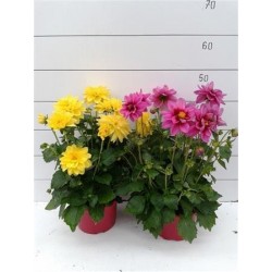 Dahlia 'dalaya' p16-coul