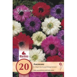 Bulbes d'anemones st....