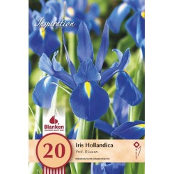 Bulbes d'iris prof. blauw x 20