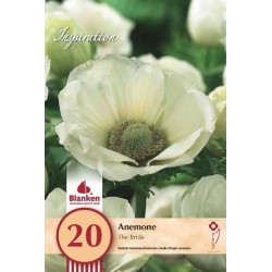 Bulbes d'anemones the bride...