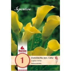 Bulbe de zantedeschia (syn....
