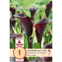 Bulbe de zantedeschia (syn....