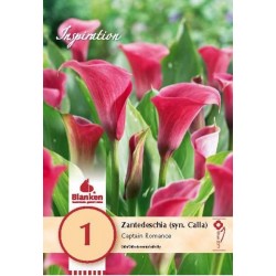 Bulbe de zantedeschia (syn....