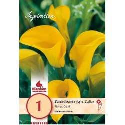 Bulbe de zantedeschia (syn....